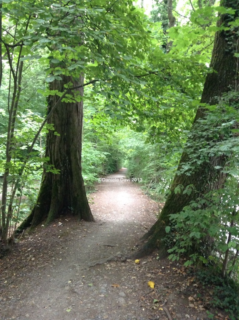 L’estate, il bosco, la pioggia.