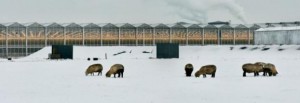 Images by Kadir van Lohuizen / NOOR for Time.